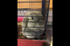 Fur Inn Cattery & Small Animal Hotel Coventry