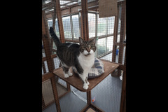 Fur Inn Cattery & Small Animal Hotel Coventry