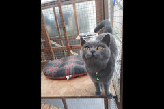 Fur Inn Cattery & Small Animal Hotel Coventry