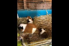 Fur Inn Cattery & Small Animal Hotel Coventry