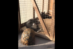 Fur Inn Cattery & Small Animal Hotel Coventry