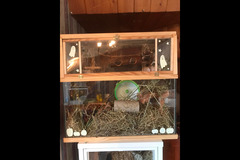 Fur Inn Cattery & Small Animal Hotel Coventry - 7