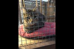 Fur Inn Cattery & Small Animal Hotel Coventry - 8