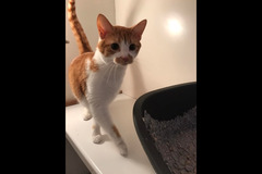 Fur Inn Cattery & Small Animal Hotel Coventry - 9