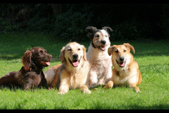 Helen's Pet Care Service London