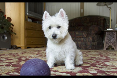 Helen's Pet Care Service London