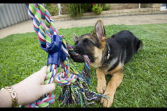 Helen's Pet Care Service London