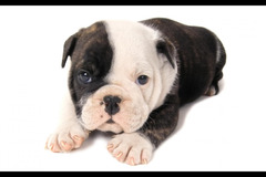 Helen's Pet Care Service London