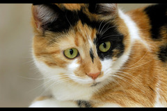 Helen's Pet Care Service London