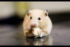 Helen's Pet Care Service London - 6