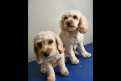 Christopher James Pet Care Coventry