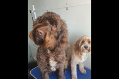 Christopher James Pet Care Coventry