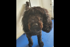 Christopher James Pet Care Coventry