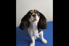 Christopher James Pet Care Coventry