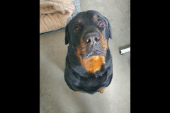 Christopher James Pet Care Coventry