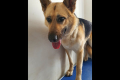 Christopher James Pet Care Coventry - 6