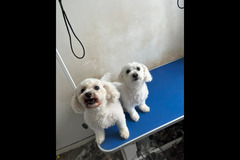 Christopher James Pet Care Coventry - 7