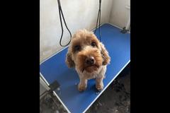 Christopher James Pet Care Coventry - 8