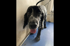 Christopher James Pet Care Coventry - 9