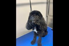 Christopher James Pet Care Coventry - 10