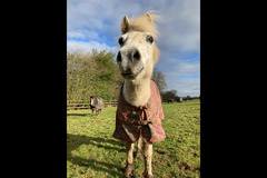 Moor Farm Stables Coventry