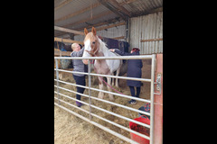 Moor Farm Stables Coventry - 9