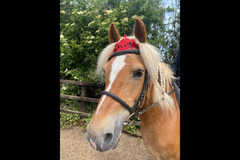 Moor Farm Stables Coventry - 11