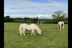 Moor Farm Stables Coventry - 12