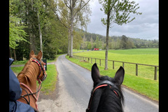 Scottish Equestrian Hotel