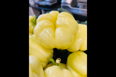 Terra House Market London - 24