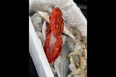 La Petru Butcher Worcester - 6