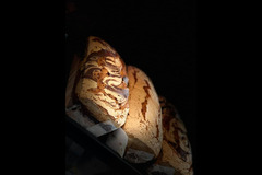 Deli Twist London - 22