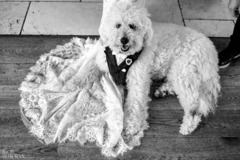 Rich Howman Photography