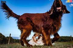 Rich Howman Photography - 6