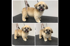 La Pooch Parlour Coventry
