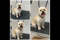 La Pooch Parlour Coventry