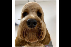 La Pooch Parlour Coventry