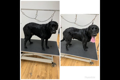 La Pooch Parlour Coventry