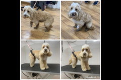 La Pooch Parlour Coventry
