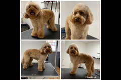 La Pooch Parlour Coventry - 6