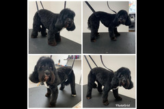 La Pooch Parlour Coventry - 7