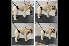 La Pooch Parlour Coventry - 8