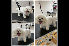 La Pooch Parlour Coventry - 9