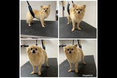 La Pooch Parlour Coventry - 10