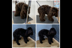 La Pooch Parlour Coventry - 11