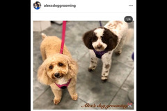 La Pooch Parlour Coventry - 12