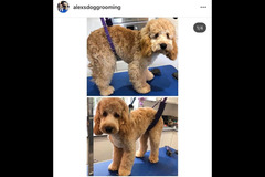 La Pooch Parlour Coventry - 15