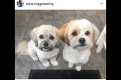 La Pooch Parlour Coventry - 16