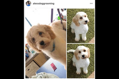 La Pooch Parlour Coventry - 18