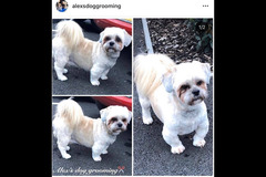 La Pooch Parlour Coventry - 19